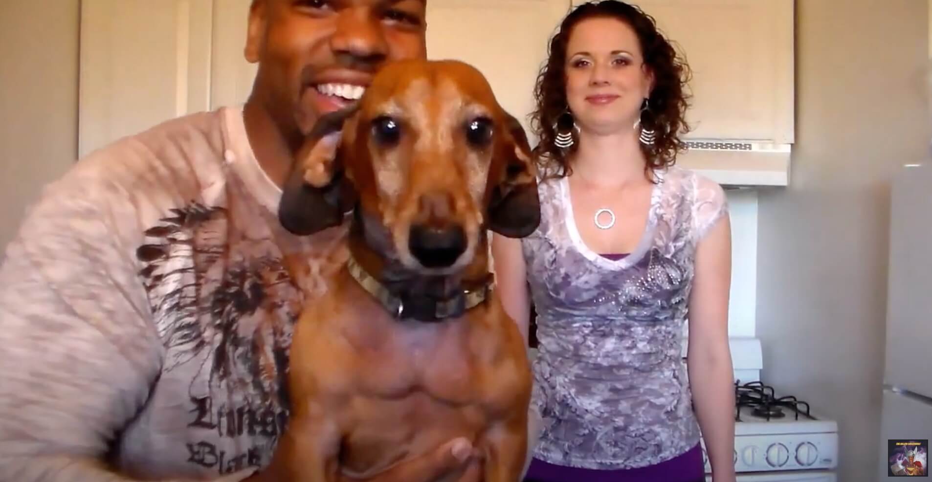 ダックスフンド,動画