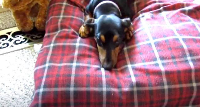 ダックスフンド,動画