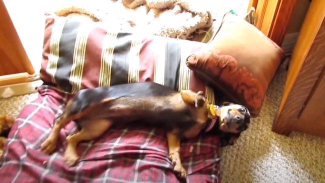 ダックスフンド,動画