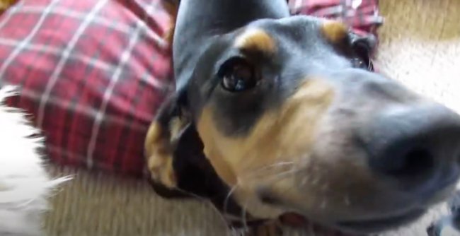 ダックスフンド,動画