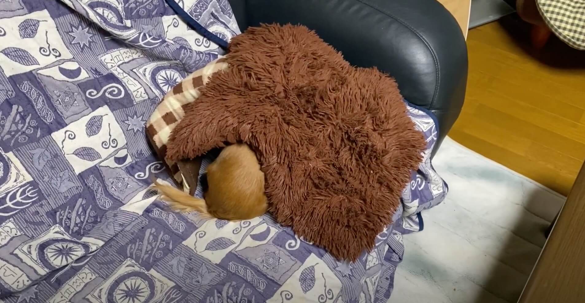 ダックスフンド,動画