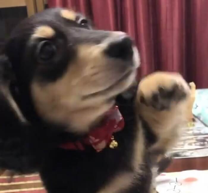 ダックスフンド,動画