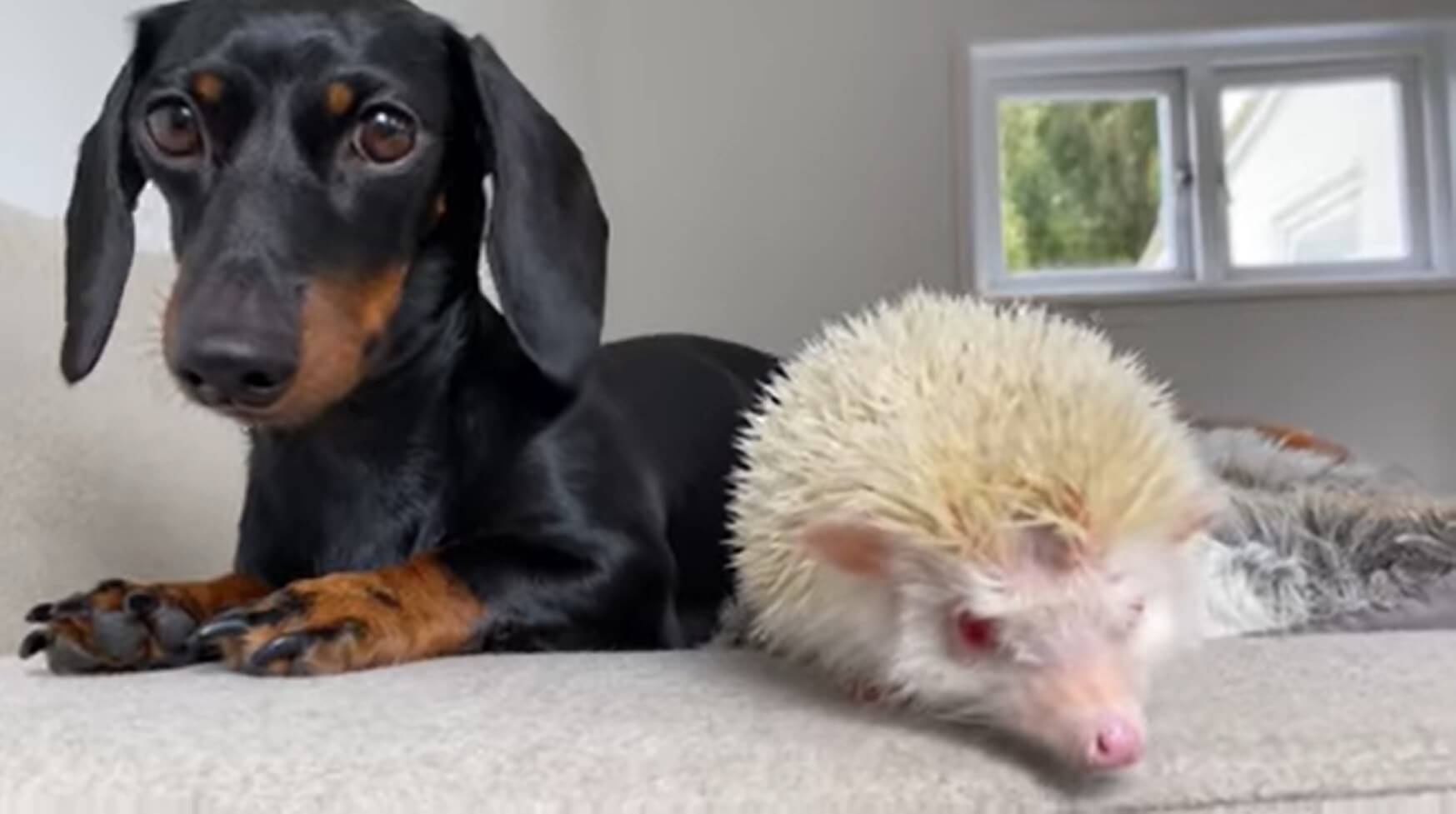 ダックスフンド,動画