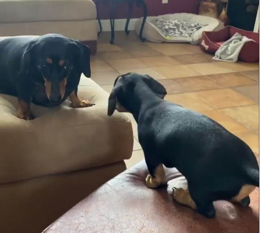 ダックスフンド,動画