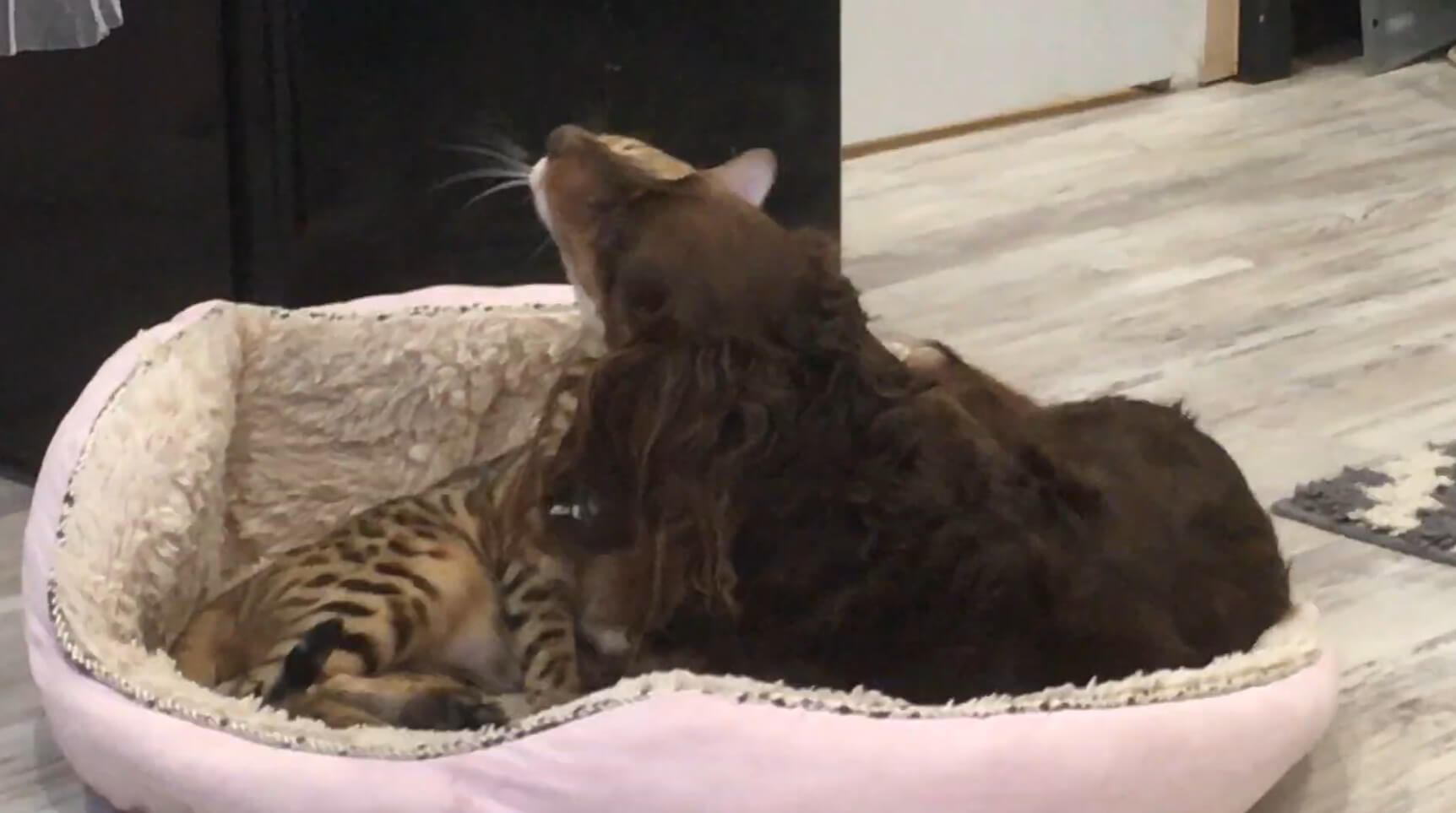 ダックスフンド,動画