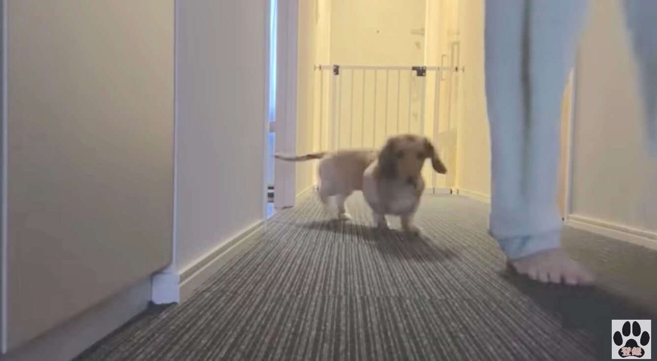 ダックスフンド,動画