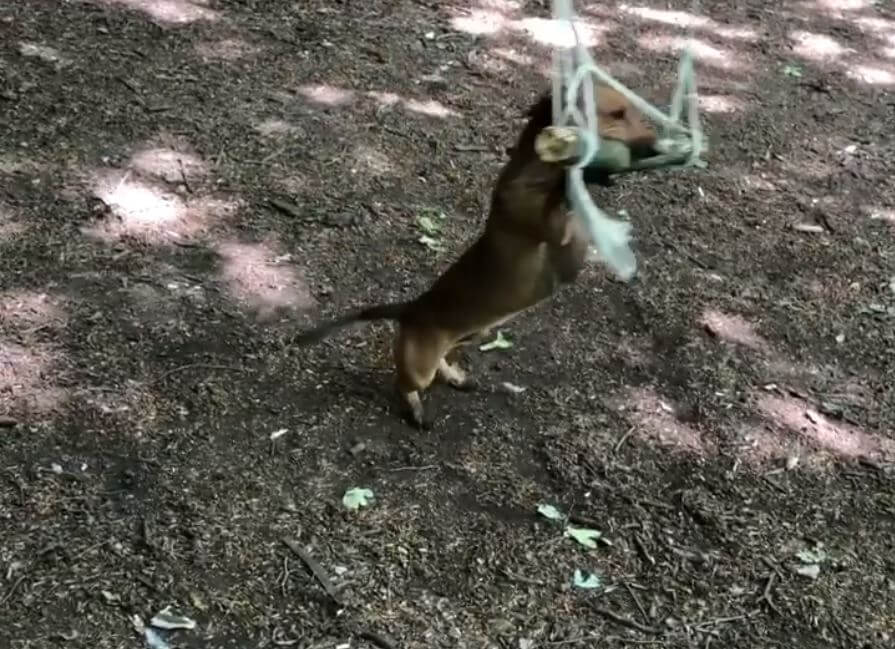 ダックスフンド,動画