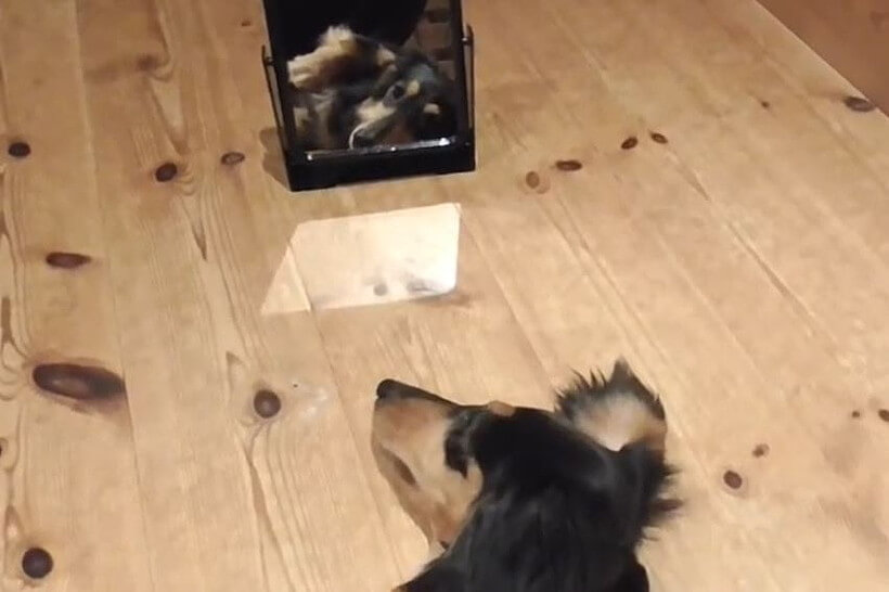 ダックスフンド,動画