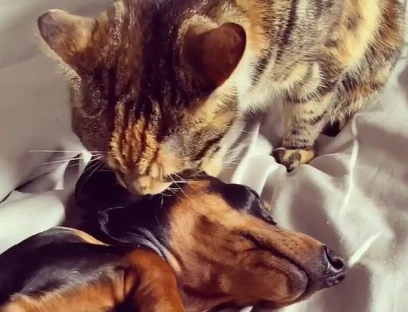 ダックスフンド,動画