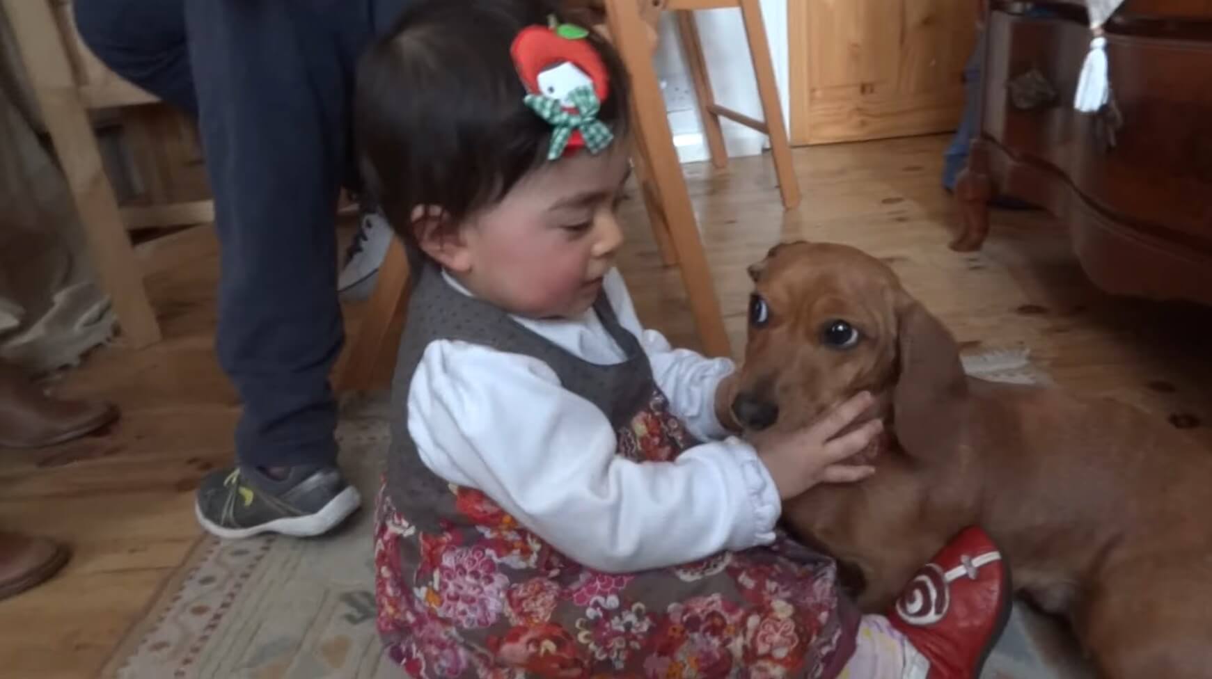 ダックスフンド,動画