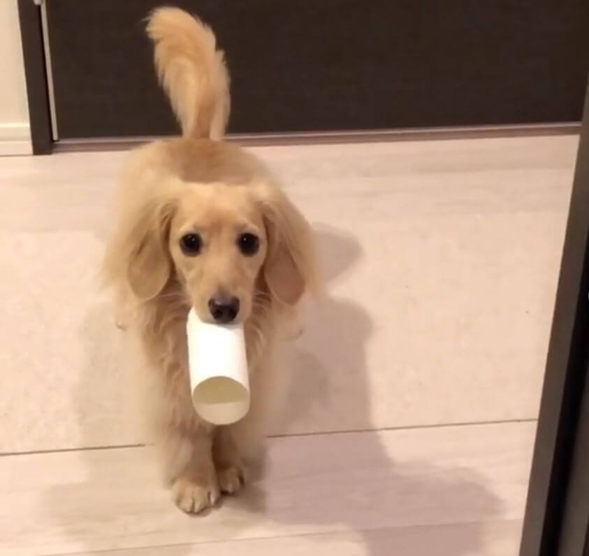 ダックスフンド,動画