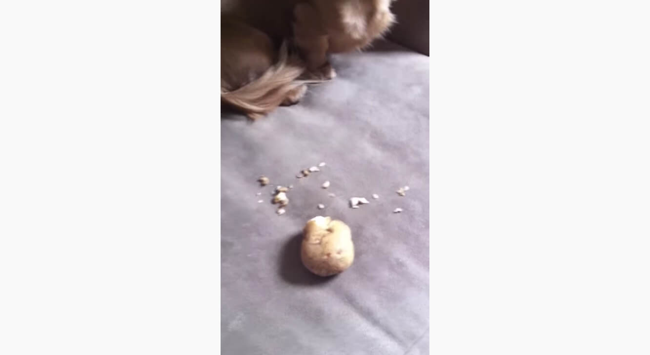 ダックスフンド,動画