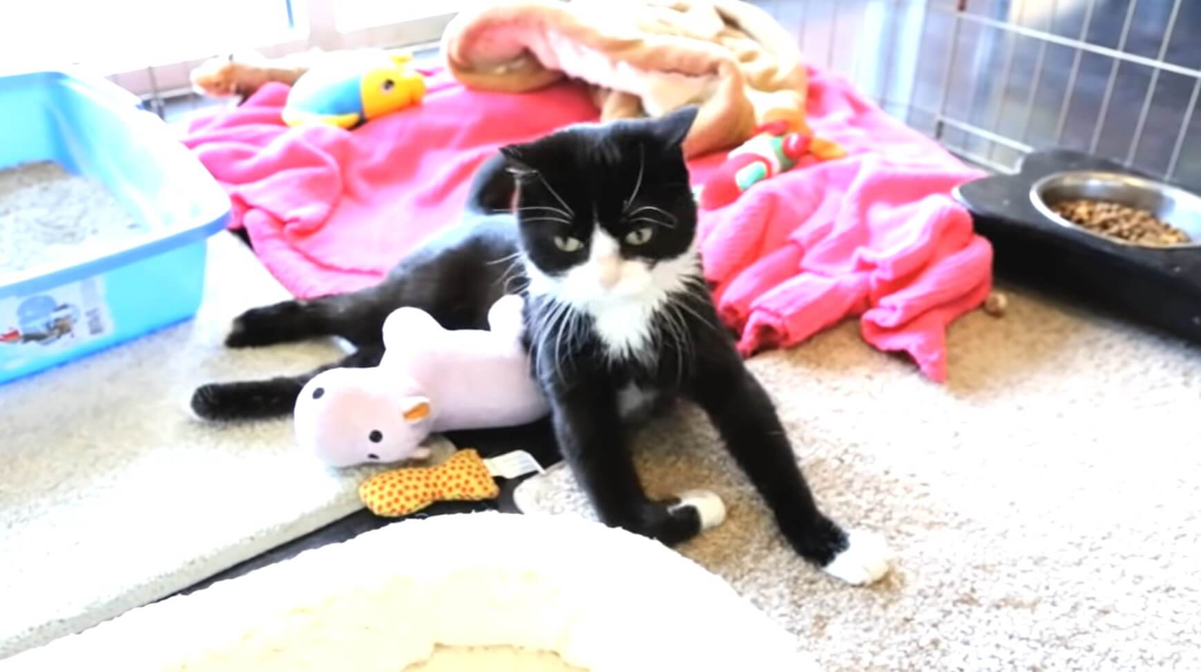 ダックスフンド,動画