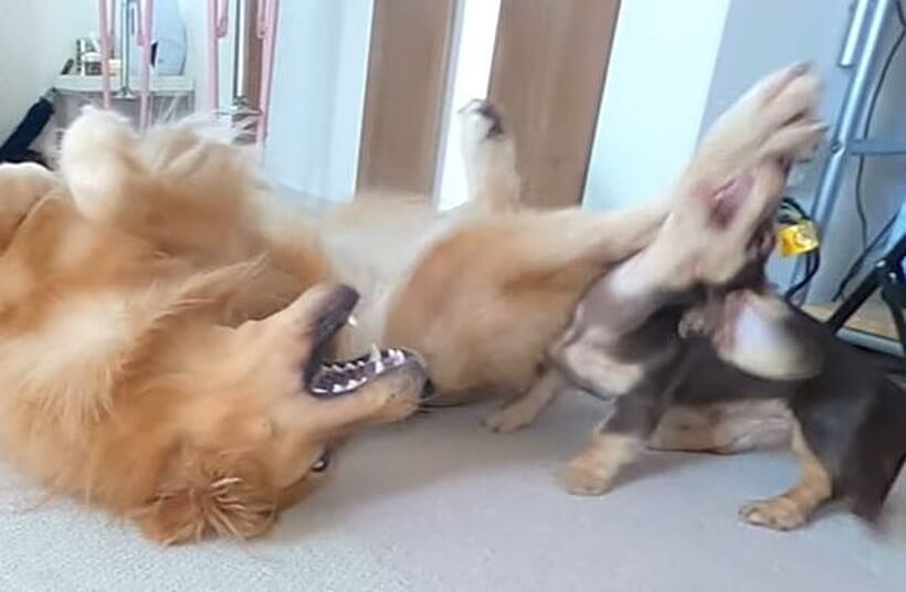 ダックスフンド,動画