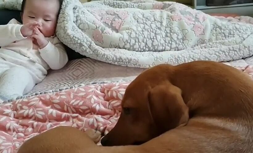 ダックスフンド,動画