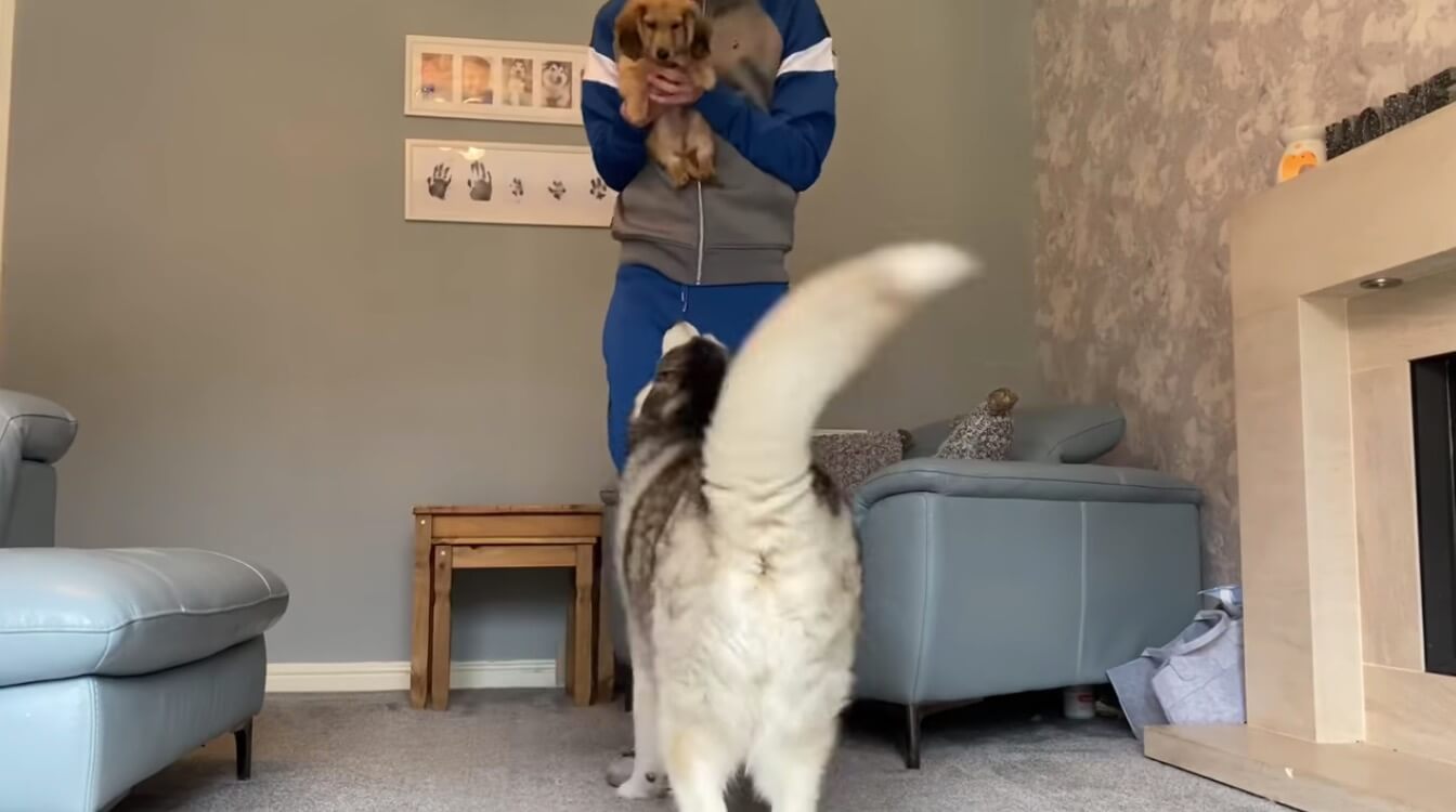 ダックスフンド,動画