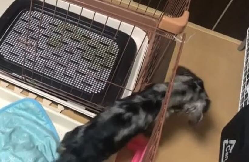 ダックスフンド,動画