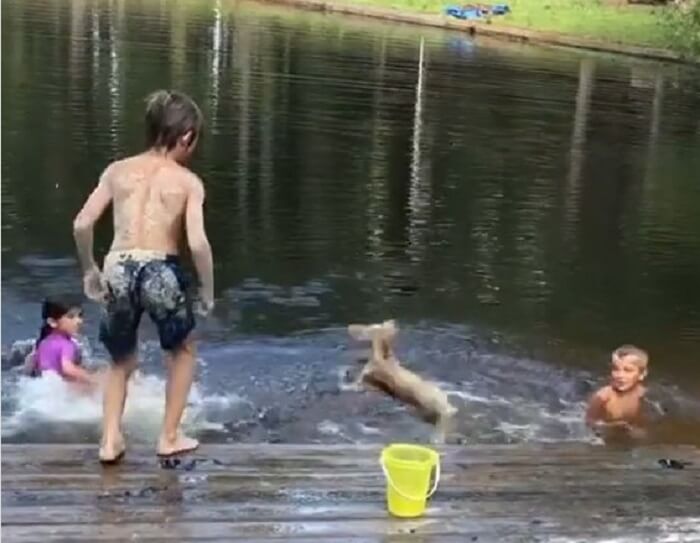 ダックスフンド,動画