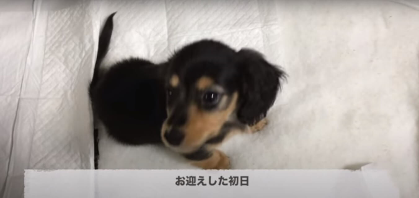 ダックスフンド,動画