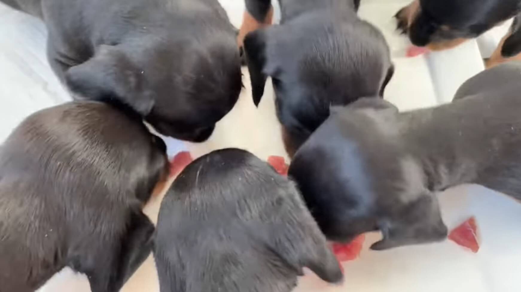 ダックスフンド,動画