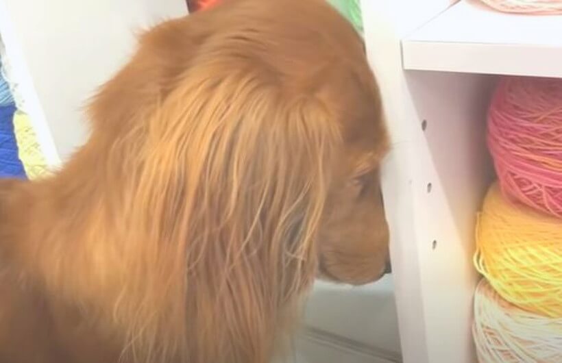 ダックスフンド,動画