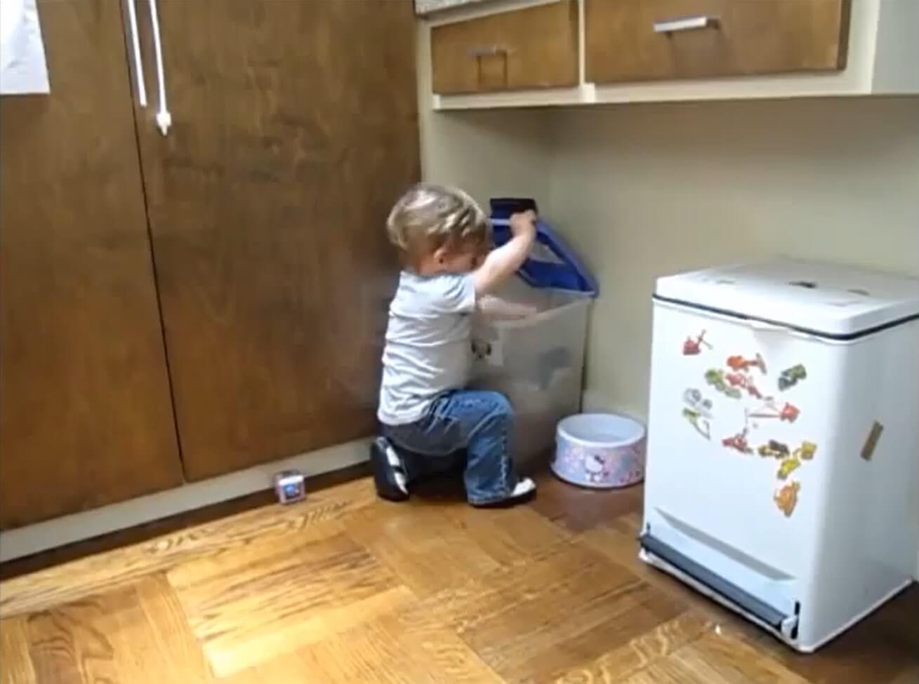 ダックスフンド,動画