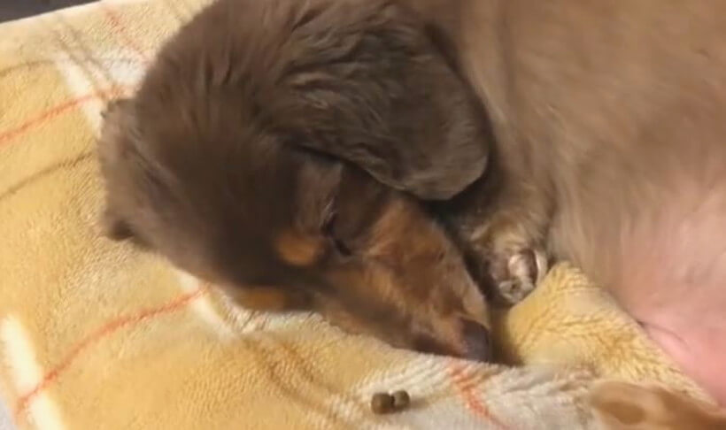 ダックスフンド,動画