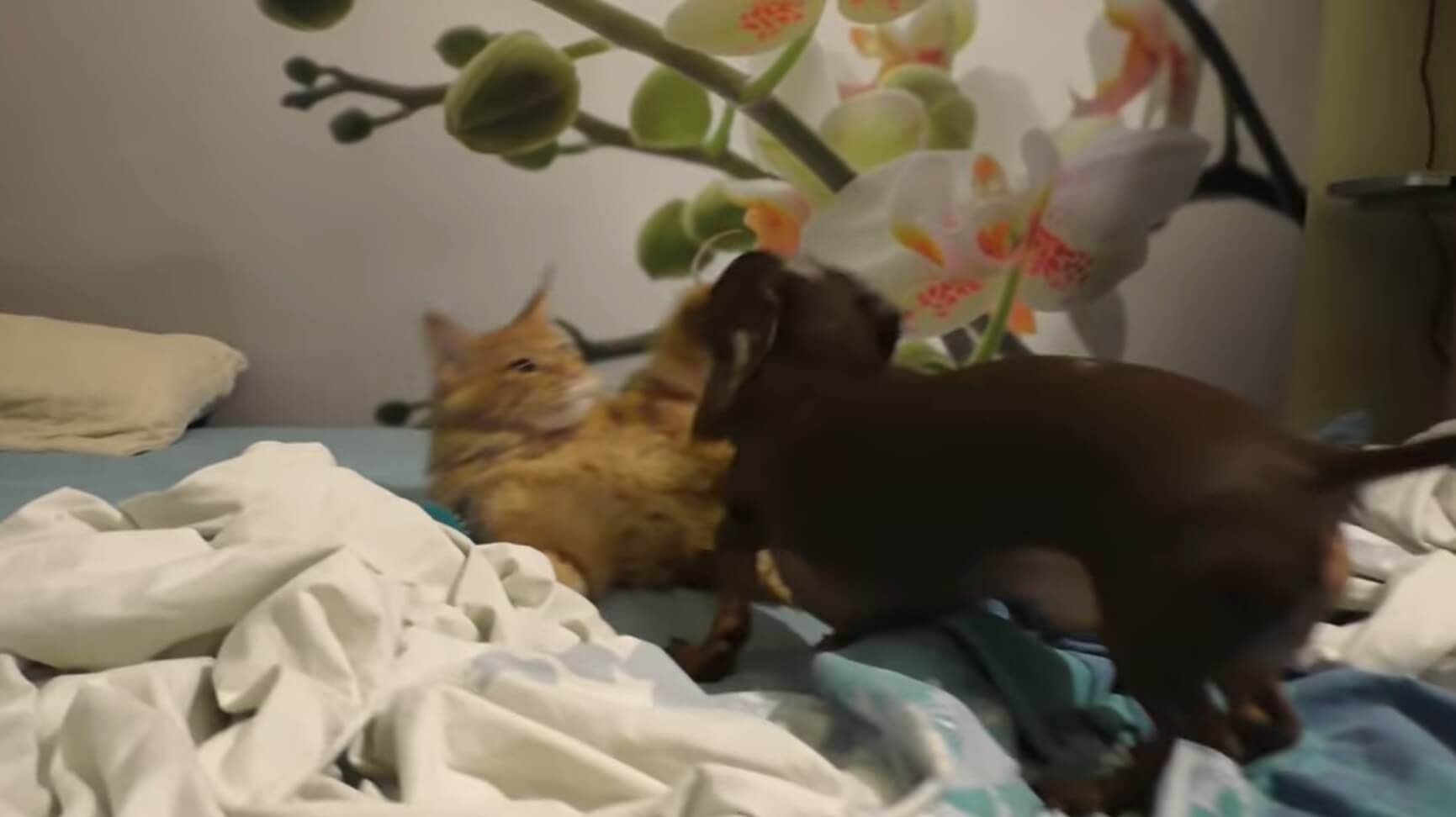 ダックスフンド,動画