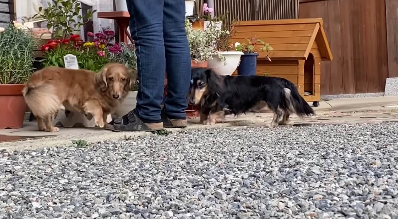 ダックスフンド,動画