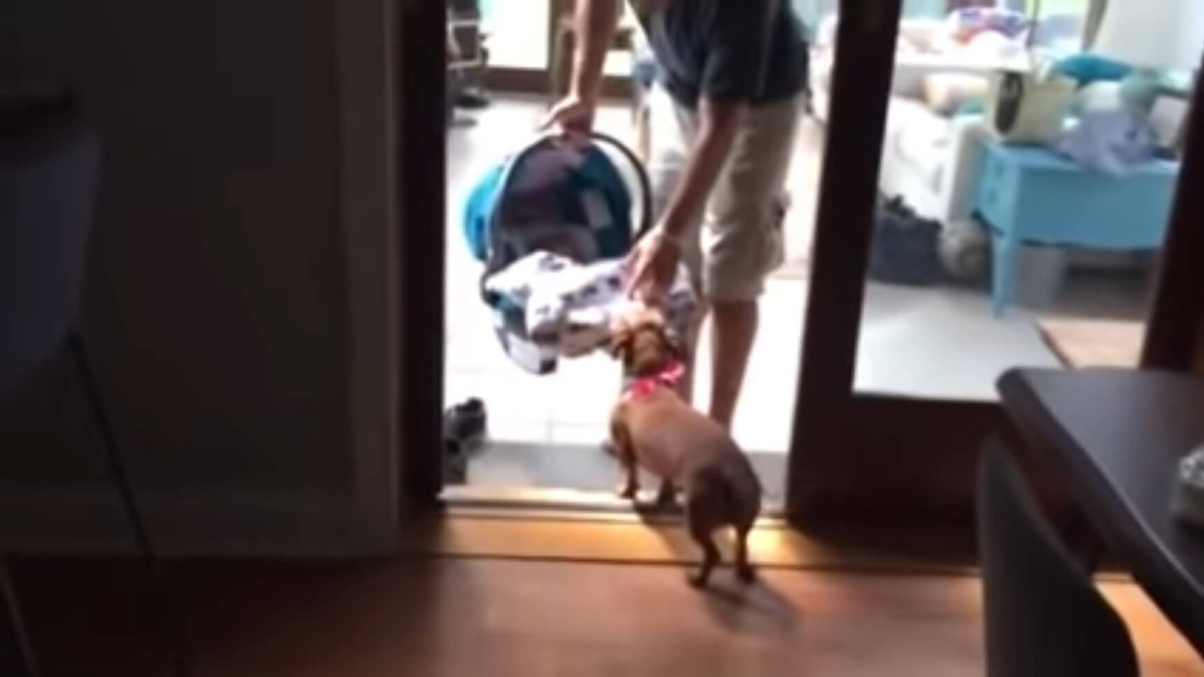 ダックスフンド,動画