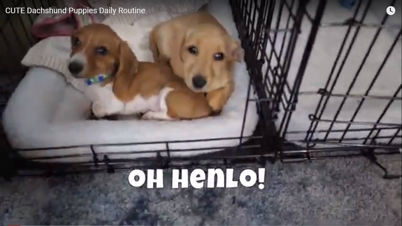 ダックスフンド,動画