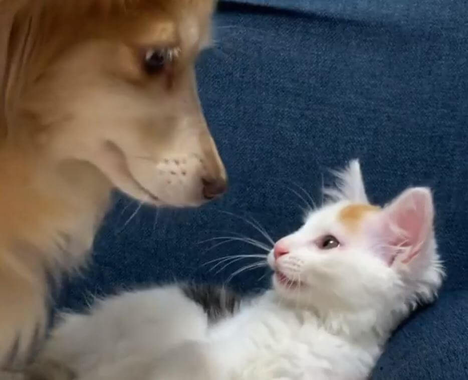 ダックスフンド,動画