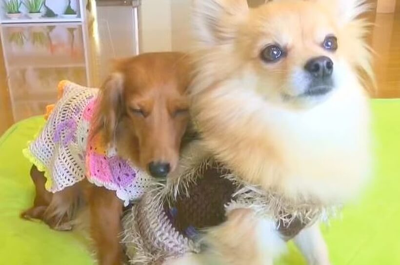 ダックスフンド,動画