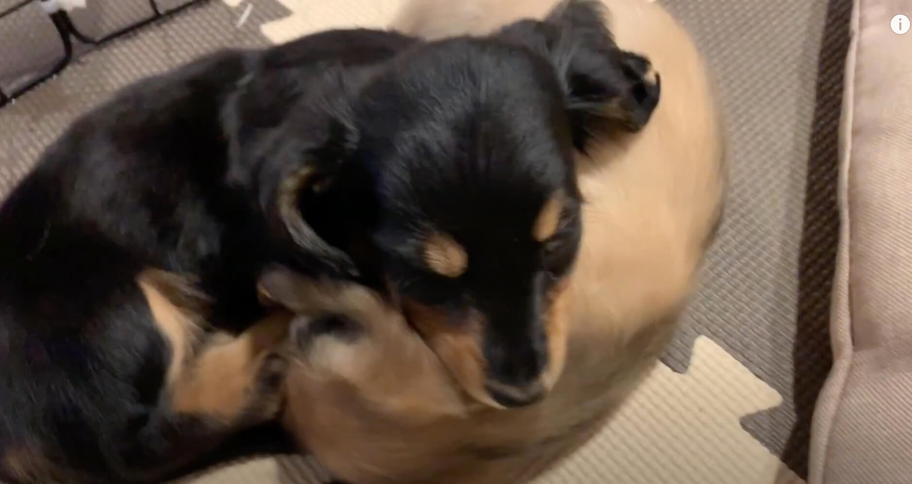 ダックスフンド,動画