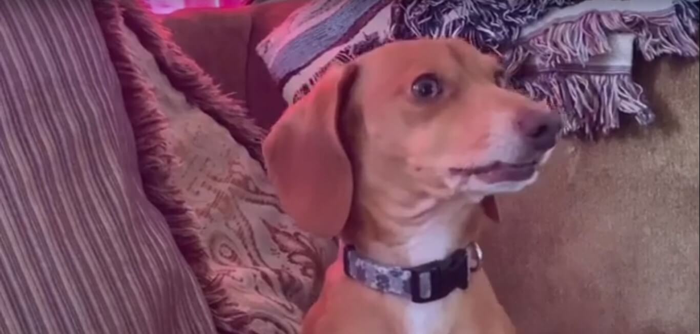 ダックスフンド,動画