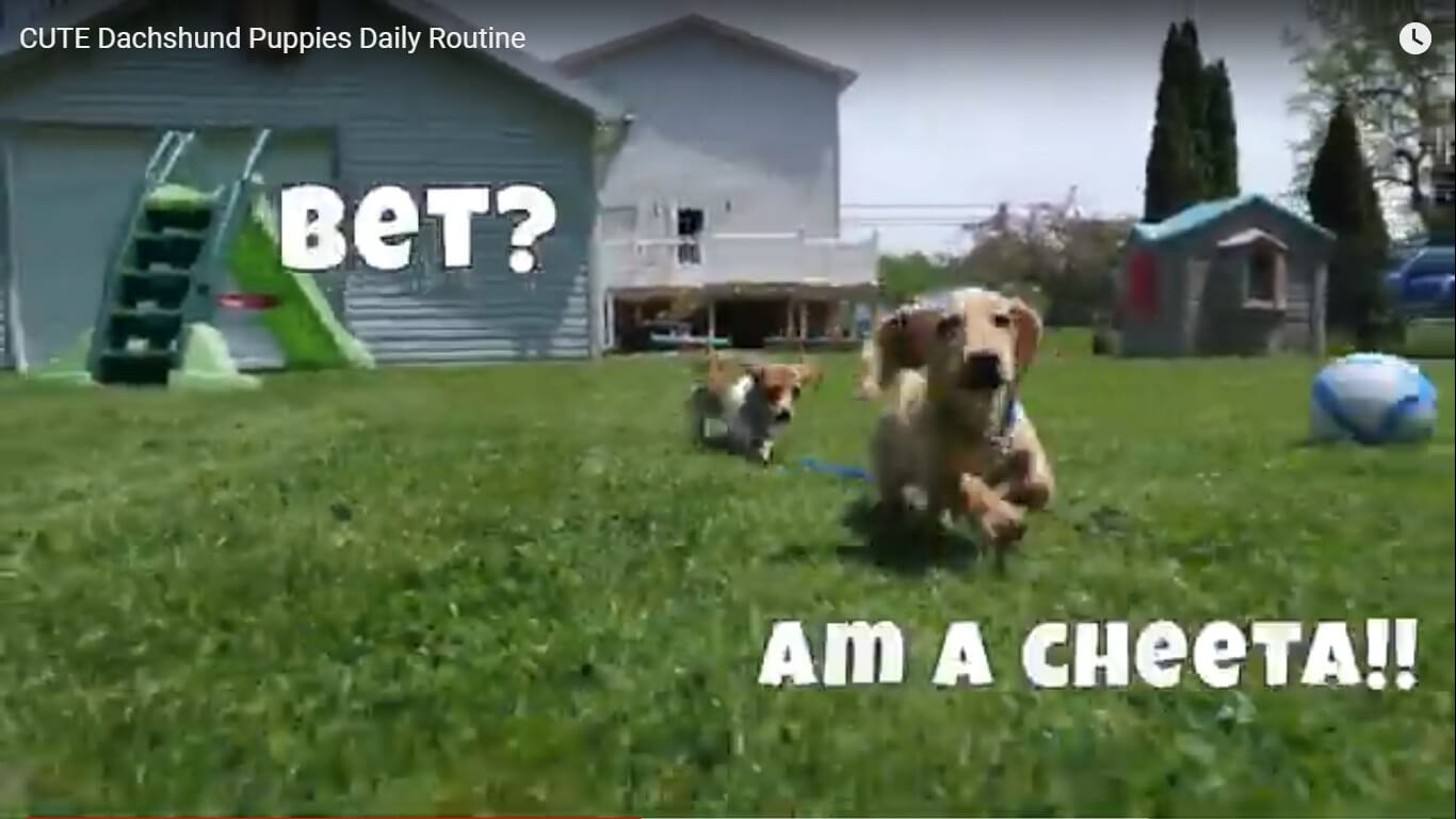 ダックスフンド,動画