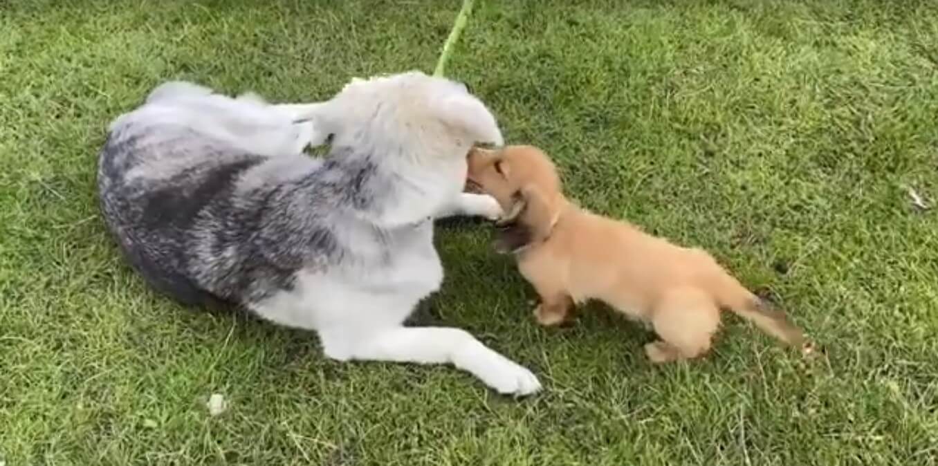 ダックスフンド,動画