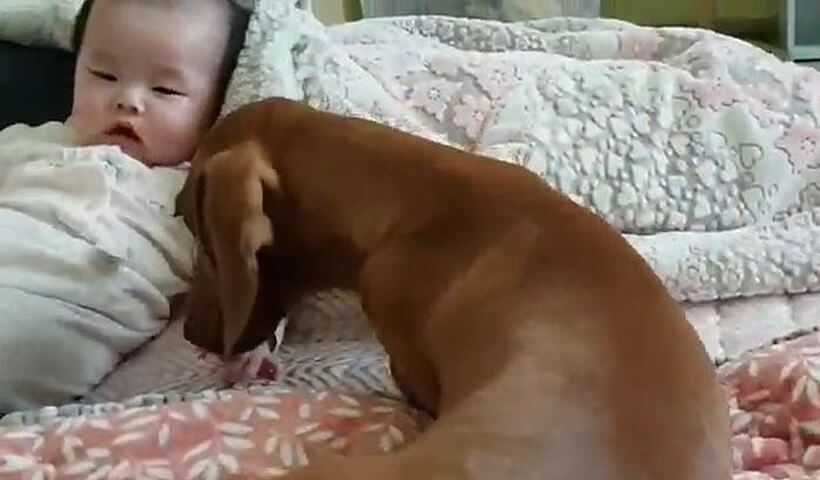 ダックスフンド,動画