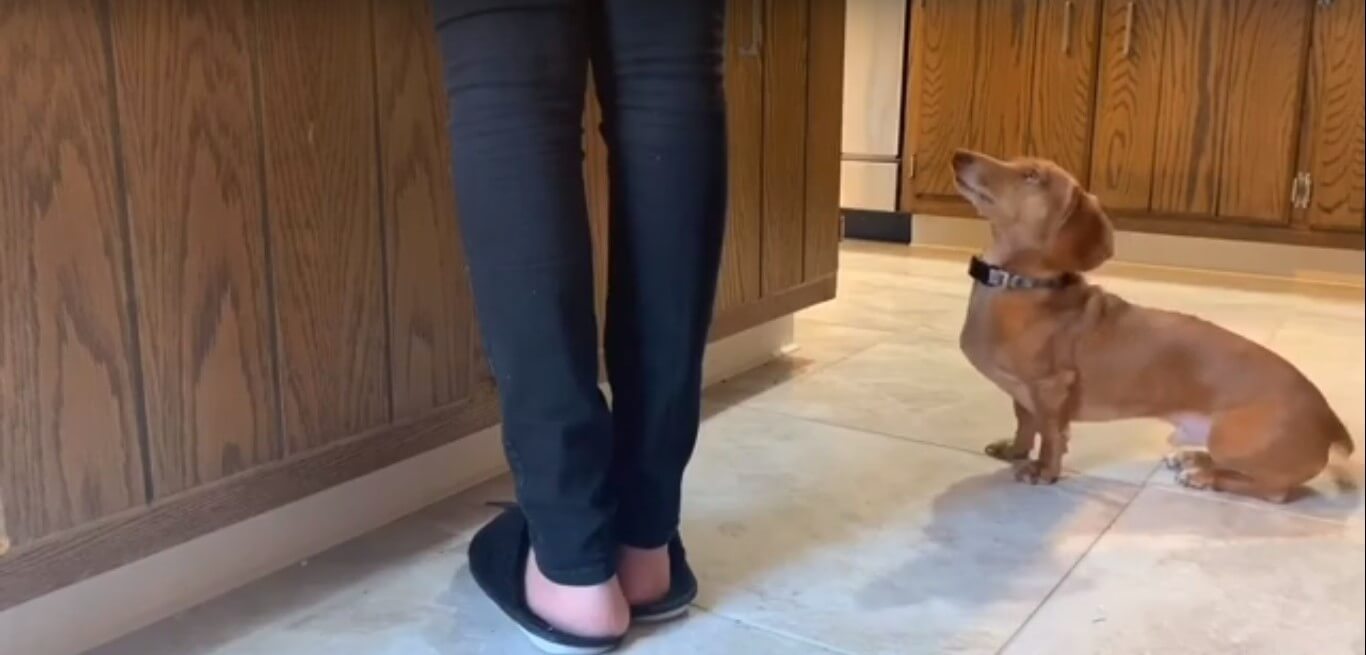 ダックスフンド,動画