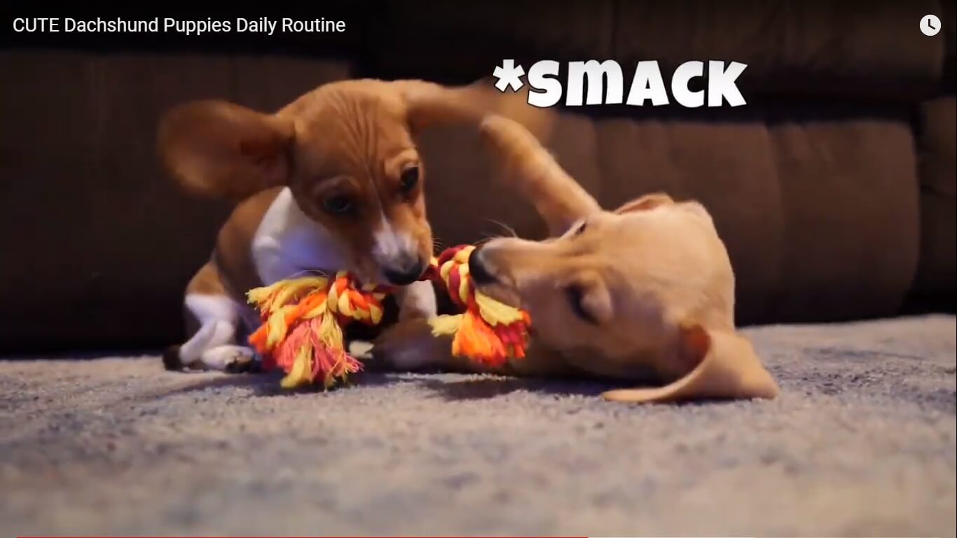 ダックスフンド,動画