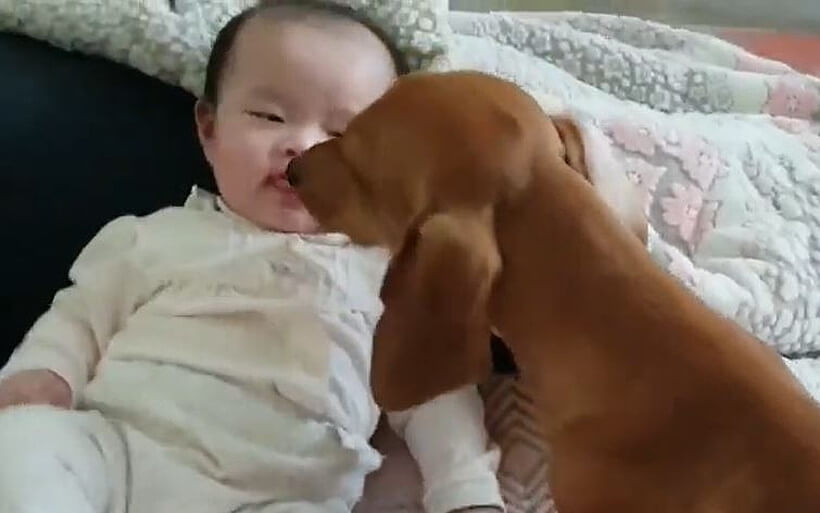 ダックスフンド,動画