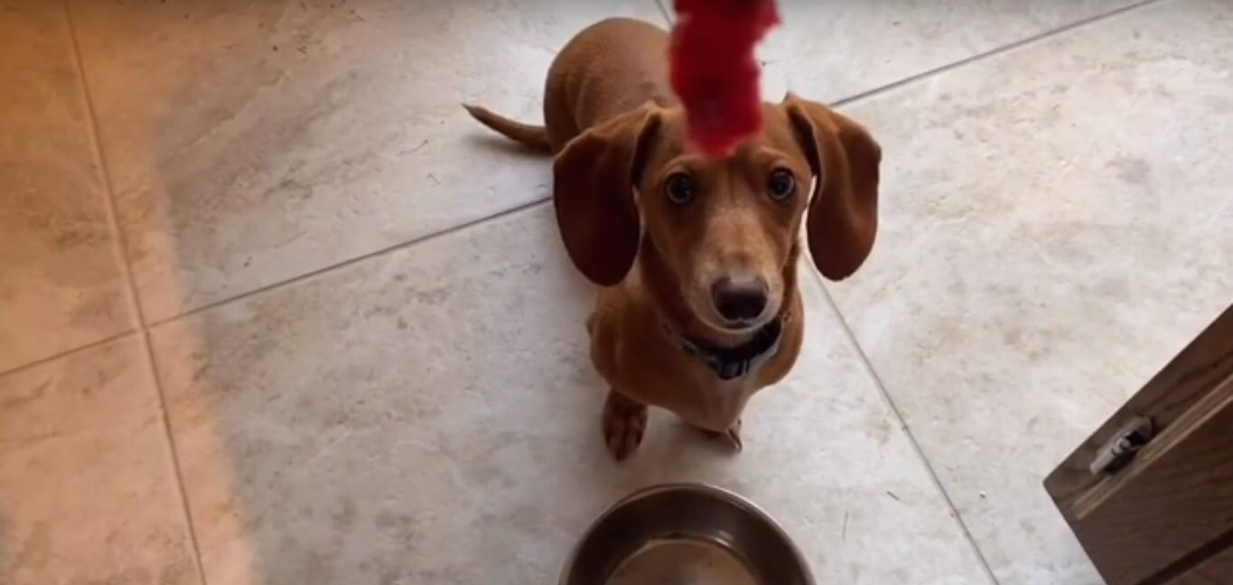 ダックスフンド,動画