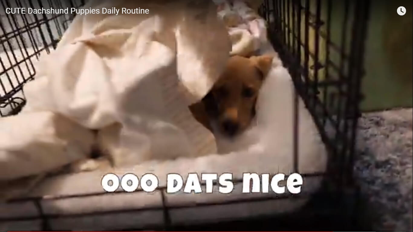 ダックスフンド,動画