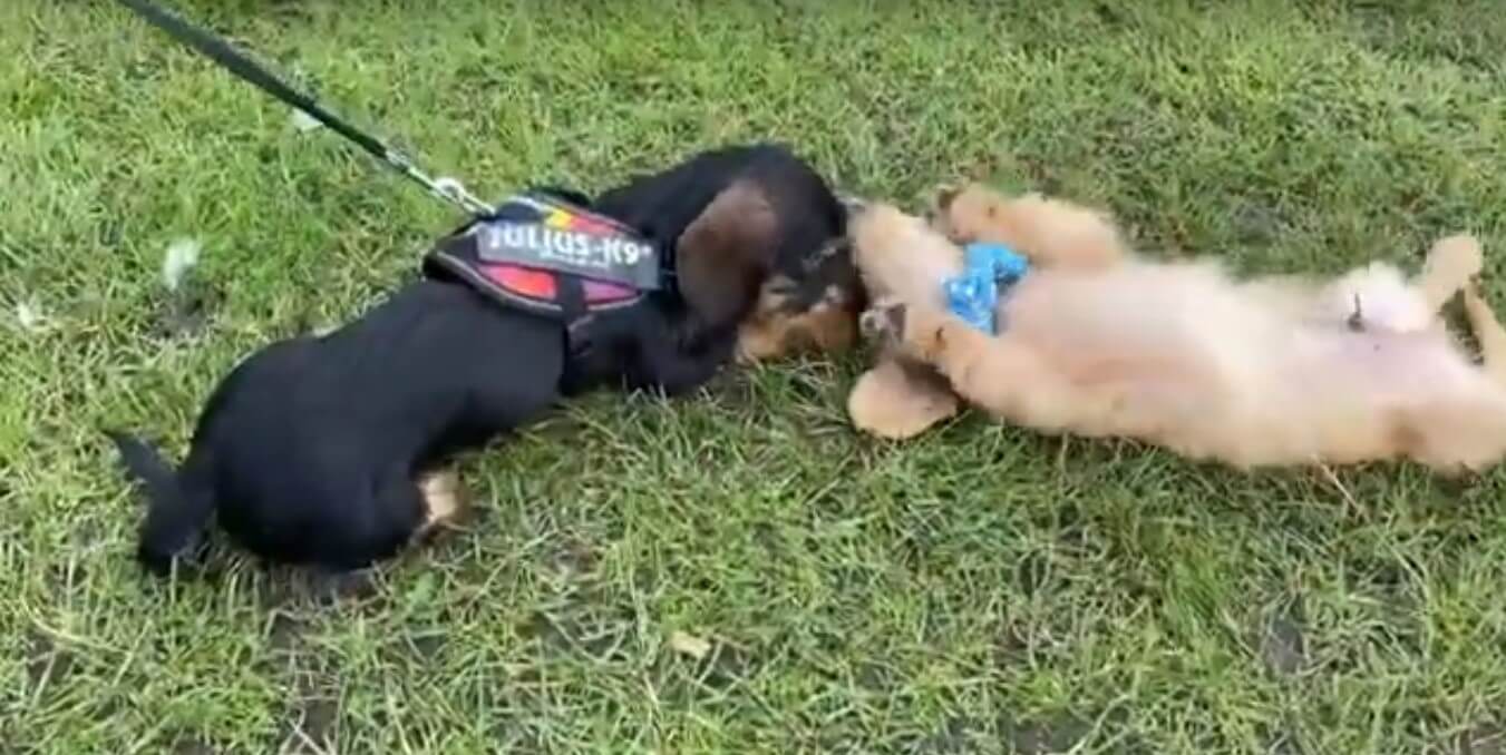 ダックスフンド,動画