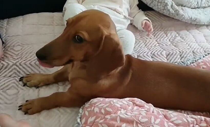 ダックスフンド,動画