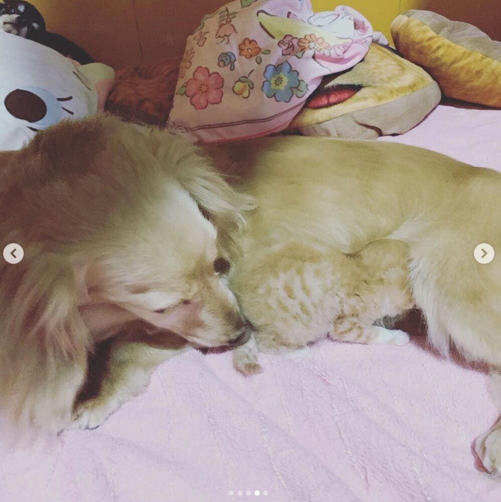 ダックスフンド,動画