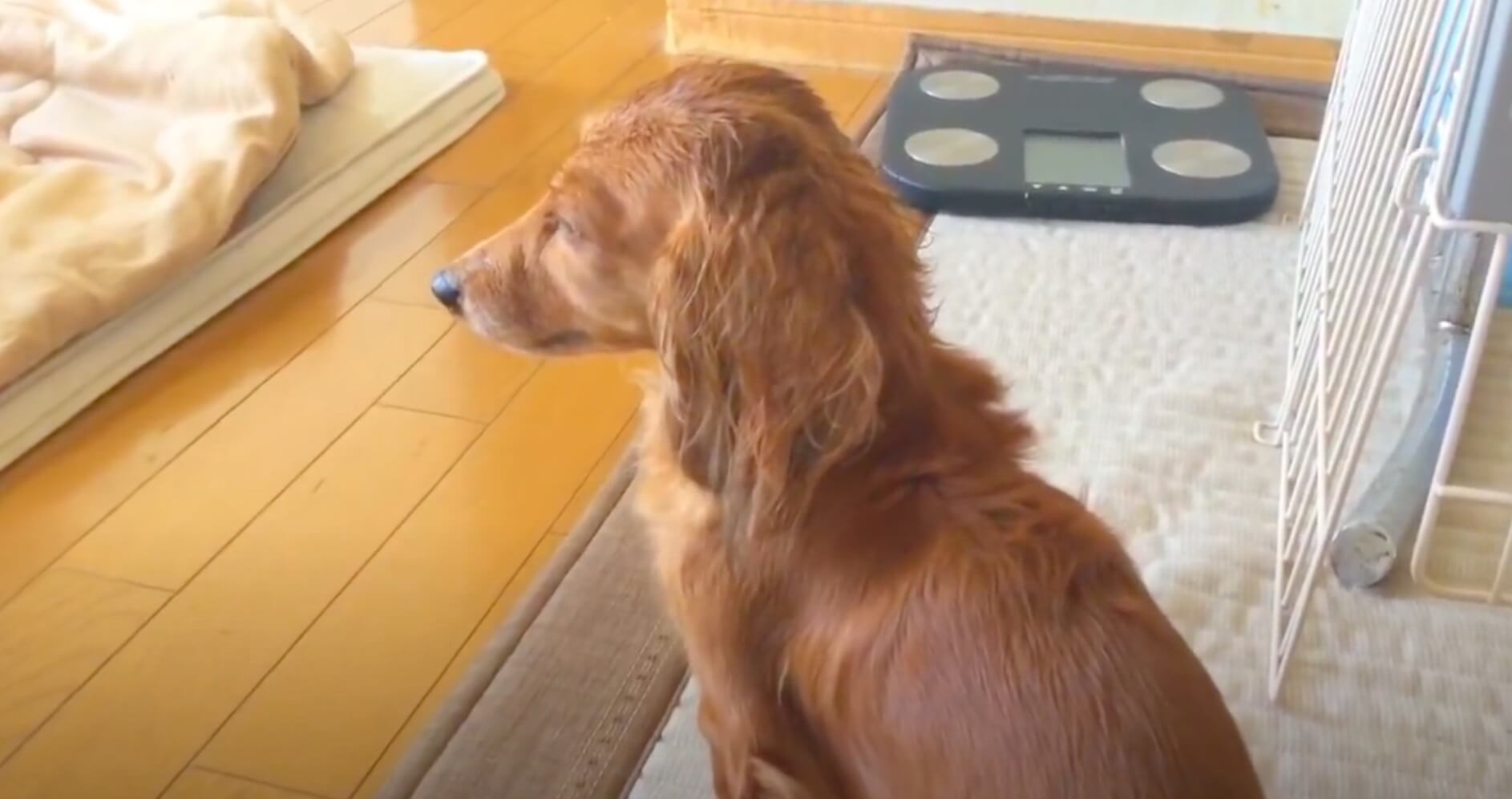 ダックスフンド,動画