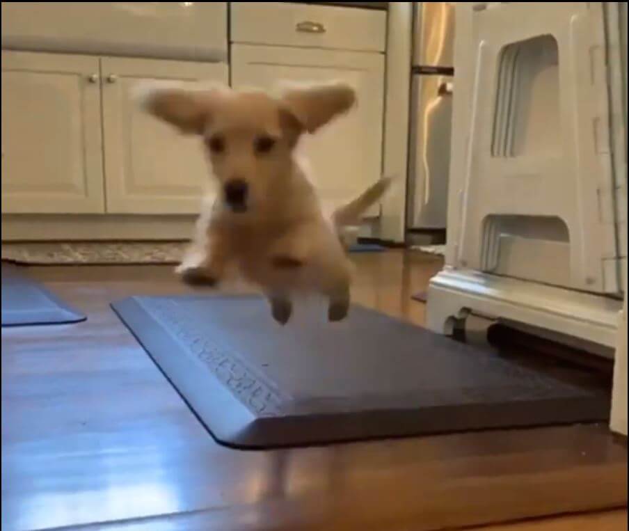 ダックスフンド,動画