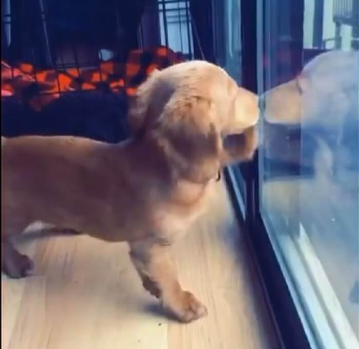 ダックスフンド,動画