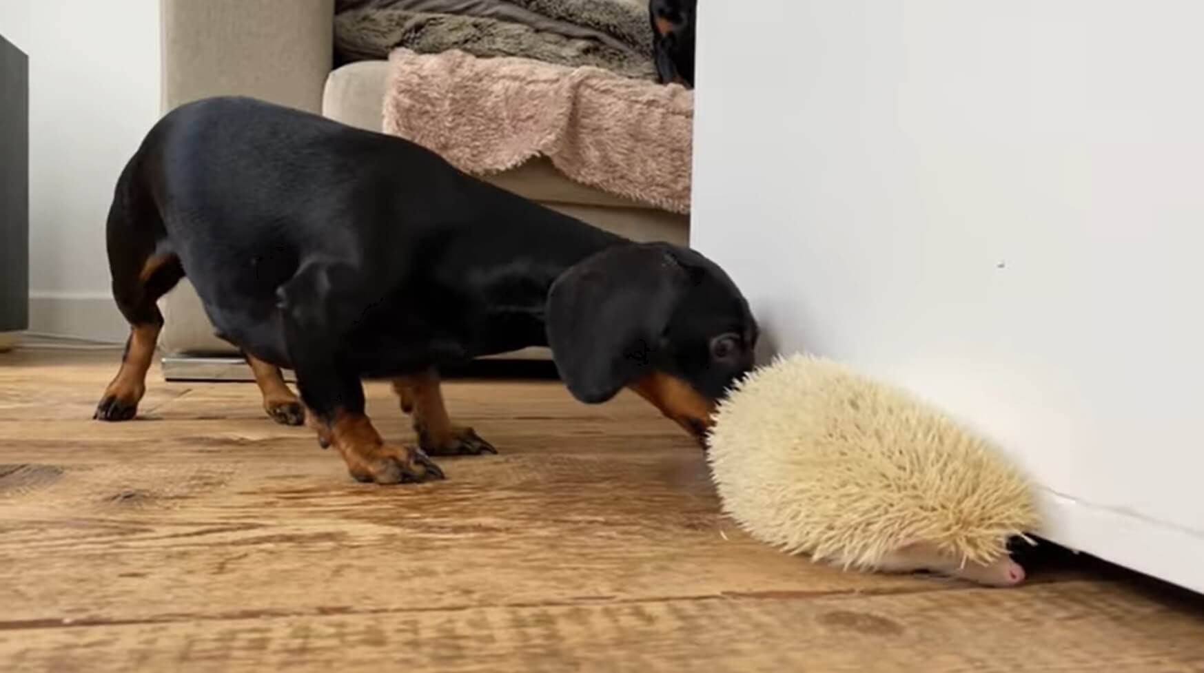 ダックスフンド,動画